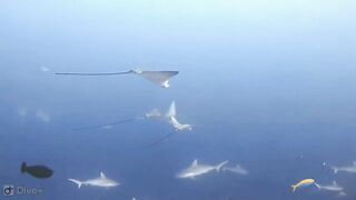 Meemu Atoll дневной штиль и морская рыбалка на границе лагуны