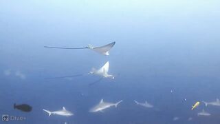 Meemu Atoll дневной штиль и морская рыбалка на границе лагуны