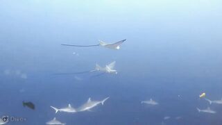 Meemu Atoll дневной штиль и морская рыбалка на границе лагуны