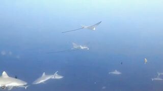 Meemu Atoll дневной штиль и морская рыбалка на границе лагуны