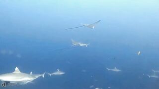 Meemu Atoll дневной штиль и морская рыбалка на границе лагуны