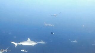 Meemu Atoll дневной штиль и морская рыбалка на границе лагуны