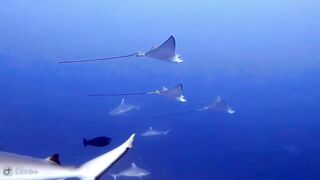 Meemu Atoll дневной штиль и морская рыбалка на границе лагуны