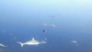 Meemu Atoll дневной штиль и морская рыбалка на границе лагуны