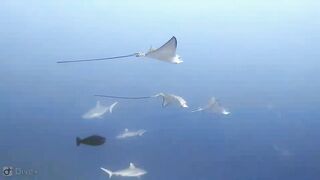 Meemu Atoll дневной штиль и морская рыбалка на границе лагуны