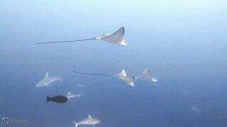 Meemu Atoll дневной штиль и морская рыбалка на границе лагуны