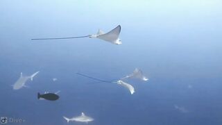 Meemu Atoll дневной штиль и морская рыбалка на границе лагуны