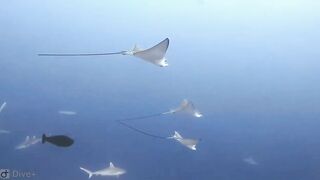 Meemu Atoll дневной штиль и морская рыбалка на границе лагуны