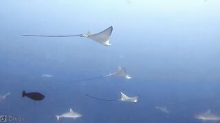 Meemu Atoll дневной штиль и морская рыбалка на границе лагуны