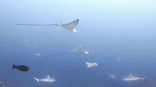 Meemu Atoll дневной штиль и морская рыбалка на границе лагуны