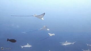 Meemu Atoll дневной штиль и морская рыбалка на границе лагуны