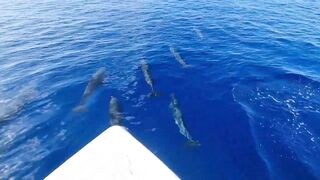 Dhaalu 474 Buoy первый выход и морская рыбалка в синем коридоре течений