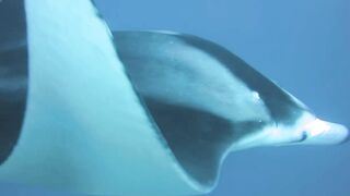 Haa Dhaalu на борту M/Y Amba морская рыбалка рядом с дайв спотами