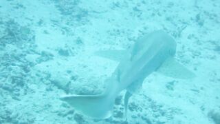 Haa Dhaalu на борту M/Y Amba морская рыбалка рядом с дайв спотами