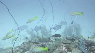 Haa Dhaalu на борту M/Y Amba морская рыбалка рядом с дайв спотами