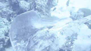 Haa Dhaalu на борту M/Y Amba морская рыбалка рядом с дайв спотами