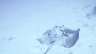 Haa Dhaalu на борту M/Y Amba морская рыбалка рядом с дайв спотами