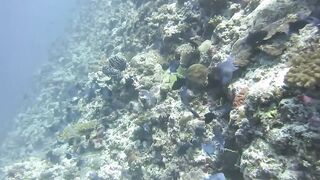 Haa Dhaalu на борту M/Y Amba морская рыбалка рядом с дайв спотами