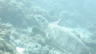 Haa Dhaalu на борту M/Y Amba морская рыбалка рядом с дайв спотами