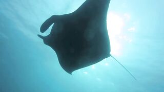 Haa Dhaalu на борту M/Y Amba морская рыбалка рядом с дайв спотами