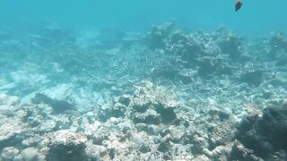 Dhaalu Trip 2020 - лодка SeaSpearMV и рыбалка на джиг у свалов