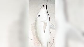 Fishing Trip: морская рыбалка в Мальдивах для новичка без ошибок