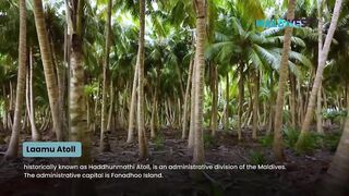 Морская рыбалка на Laamu Atoll и первые точки у пассов для поппинга