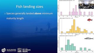 Laamu Atoll: как курорты берегут риф и рыбалка не страдает