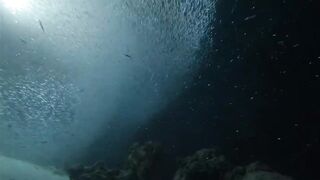 Laamu Atoll dive log 7: маленький bait ball и морская рыбалка поблизости