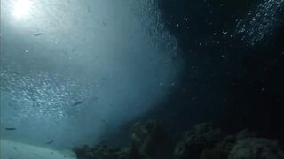 Laamu Atoll dive log 7: маленький bait ball и морская рыбалка поблизости