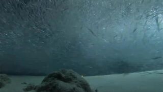 Laamu Atoll dive log 7: маленький bait ball и морская рыбалка поблизости