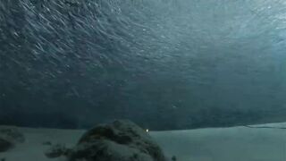 Laamu Atoll dive log 7: маленький bait ball и морская рыбалка поблизости