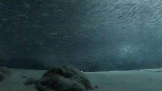 Laamu Atoll dive log 7: маленький bait ball и морская рыбалка поблизости