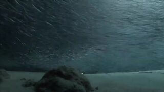 Laamu Atoll dive log 7: маленький bait ball и морская рыбалка поблизости