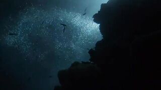 Laamu Atoll dive log 7: маленький bait ball и морская рыбалка поблизости
