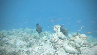 Thaa Atoll попутный бриз и морская рыбалка в тени островков