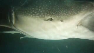 Thaa Atoll попутный бриз и морская рыбалка в тени островков