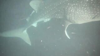 Thaa Atoll попутный бриз и морская рыбалка в тени островков