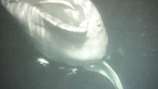 Thaa Atoll попутный бриз и морская рыбалка в тени островков