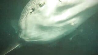 Thaa Atoll попутный бриз и морская рыбалка в тени островков