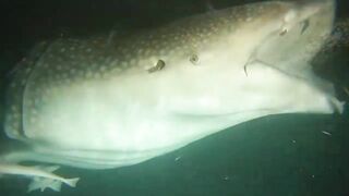 Thaa Atoll попутный бриз и морская рыбалка в тени островков