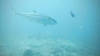 Thaa Atoll попутный бриз и морская рыбалка в тени островков