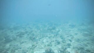 Thaa Atoll попутный бриз и морская рыбалка в тени островков