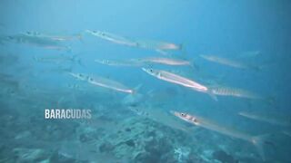 Thaa Atoll попутный бриз и морская рыбалка в тени островков