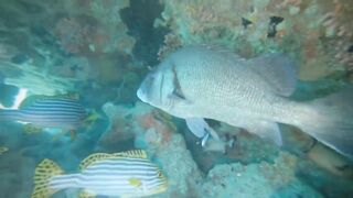 Thaa Atoll попутный бриз и морская рыбалка в тени островков