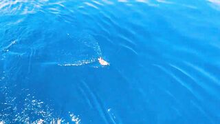 Thaa Atoll: рыбалка и подводная охота как делят точки у рифа