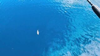 Thaa Atoll: рыбалка и подводная охота как делят точки у рифа