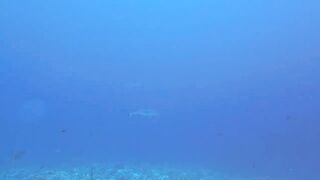 Maarehaa Kandu Gaafu Alifu морская рыбалка на свале пасса без толпы