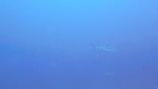 Maarehaa Kandu Gaafu Alifu морская рыбалка на свале пасса без толпы