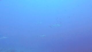 Maarehaa Kandu Gaafu Alifu морская рыбалка на свале пасса без толпы